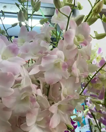 Blush Pink Dendrobium orchid cut stems