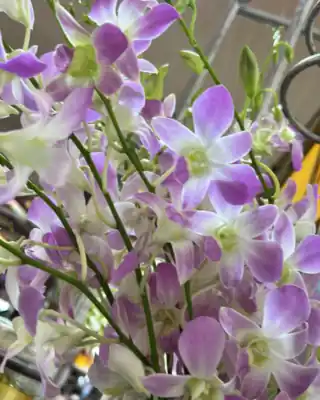 Lavender Dendrobium orchid cut stems