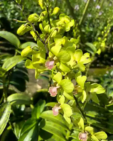 Lime Green Dendrobium orchid cut stems