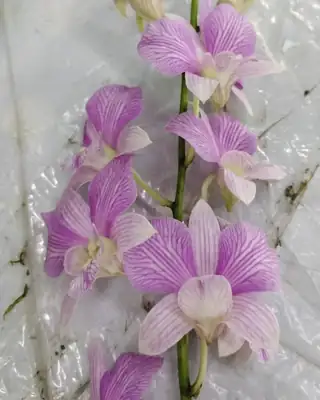 Striped Lilac Dendrobium orchid cut stems