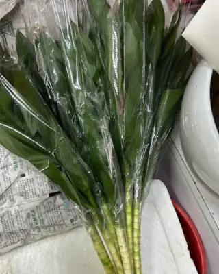 Lucky Bamboo cut stems
