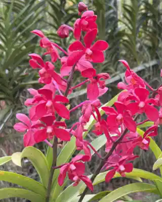 Hot Pink Mokara orchid cut stems