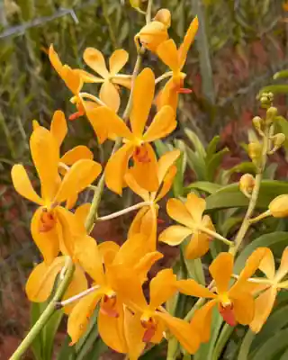 Orange Mokara orchid cut stems