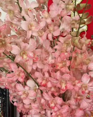 Peach Pink Mokara orchid cut stems
