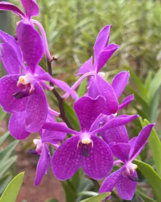 Purple Mokara orchid cut stems