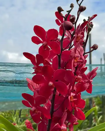 Red Mokara orchid cut stems