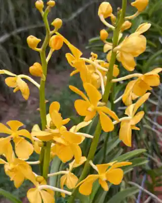 Yellow Mokara orchid cut stems