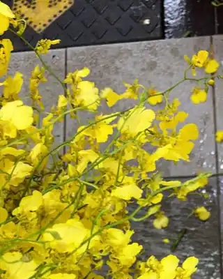 Yellow Oncidium orchid cut stems