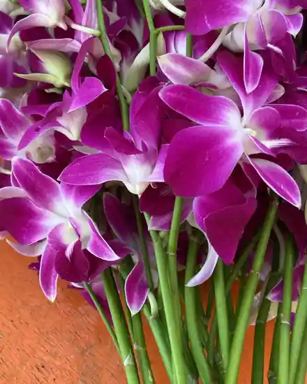 Wholesale purple Dendrobium orchid cut stems in Singapore