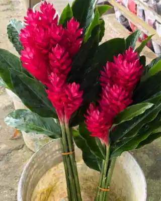 Red Ginger cut stems