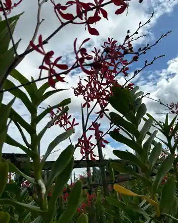 Renanthera orchid cut stems