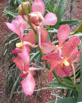 Pink Vanda orchid cut stems