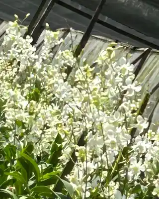 White Dendrobium orchid cut stems
