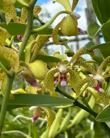Yellow Spotted Mokara orchid cut stems